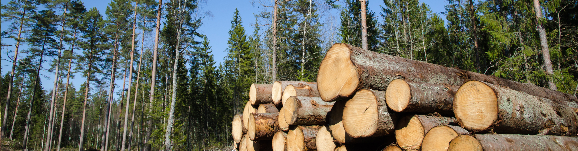 Logs with trees in the background.